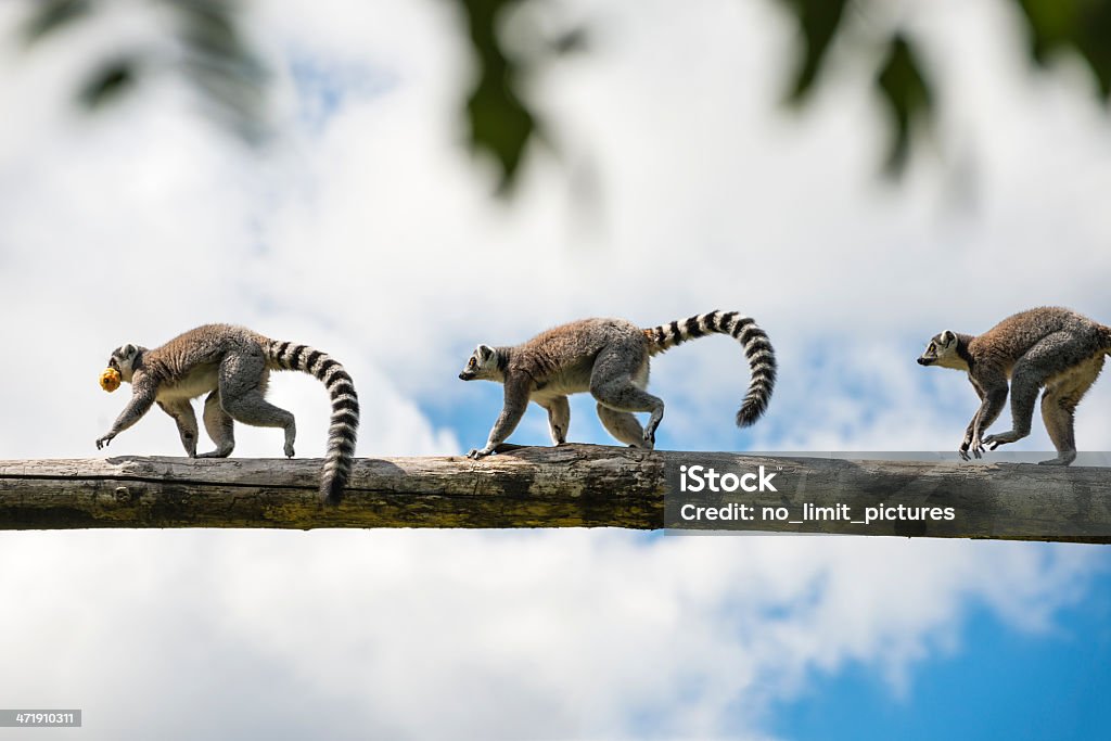 lemur catta 3 ring-tailed lemurs running in a row over a branch Madagascar Stock Photo