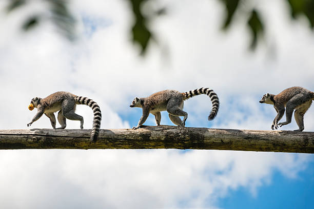lemur catta 3 ring-tailed lemurs running in a row over a branch lemur madagascar stock pictures, royalty-free photos & images