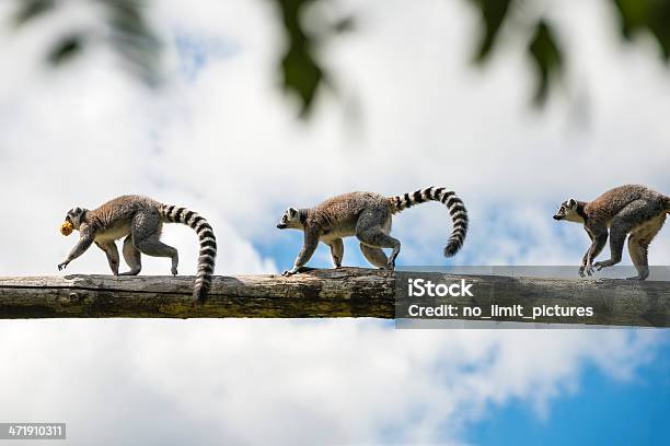 Lemur Catta Stock Photo - Download Image Now - Madagascar, Lemur, Ring-Tailed Lemur