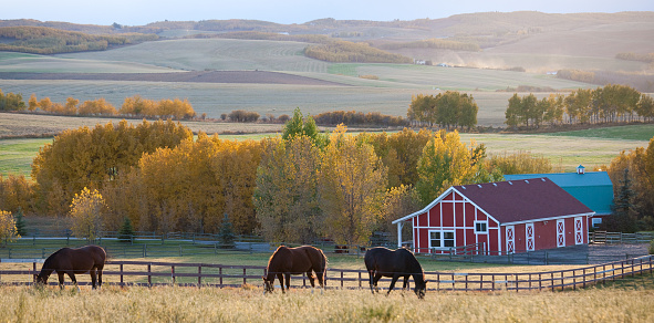 A beautiful red barn on the prairie in fall with three dark horses. Soft, muted colours in this pretty fall scene in rural Alberta. Nobody is in the image, however, the pleasing tones, lines, and time of year make for a quality image that can be utilized for rural or equestrian themes. The animals are grazing in a meadow in the foothills of the Rocky Mountains, which are not visible in this image.