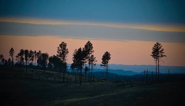 Black Hills National Forest Early evening in the Black Hills National Forest in South Dakota. black hills national forest stock pictures, royalty-free photos & images