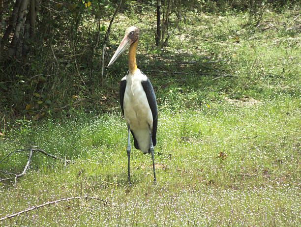 istock Lesser Adjutant Stork (Leptoptilos javanicus) in a Tropical Jungle Setting 471910958
