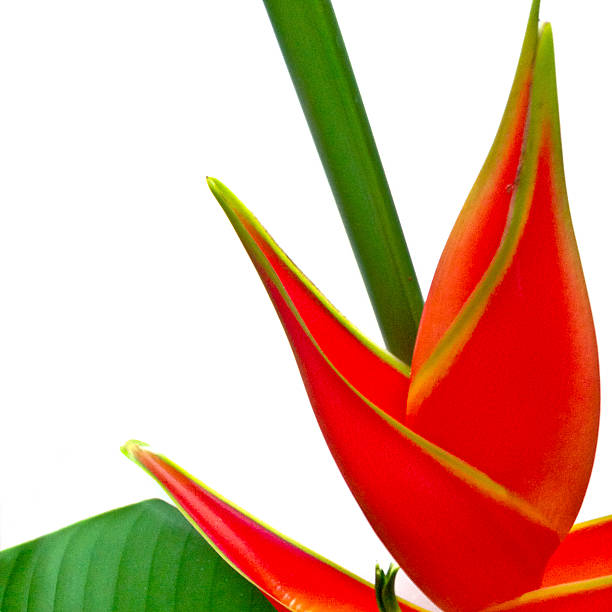 istock Singapore, tropical foliage. 471911189