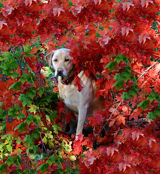 Labrador In Leaves stock photo