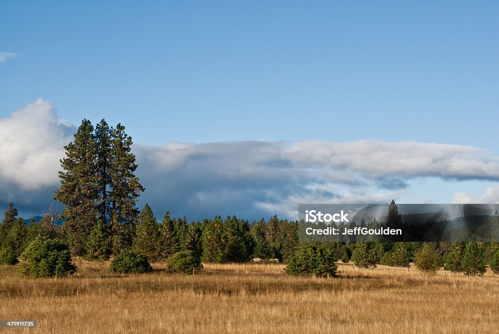 Pastagens e floresta na manhã de Luz - Royalty-free Agricultura Foto de stock