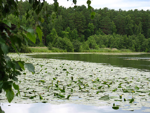 istock Lake, plants and bank 471911913