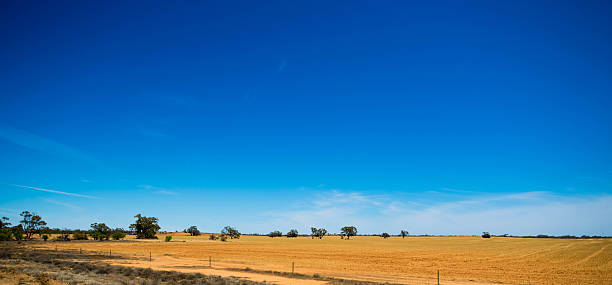 istock Wheat and blue skies 471911924