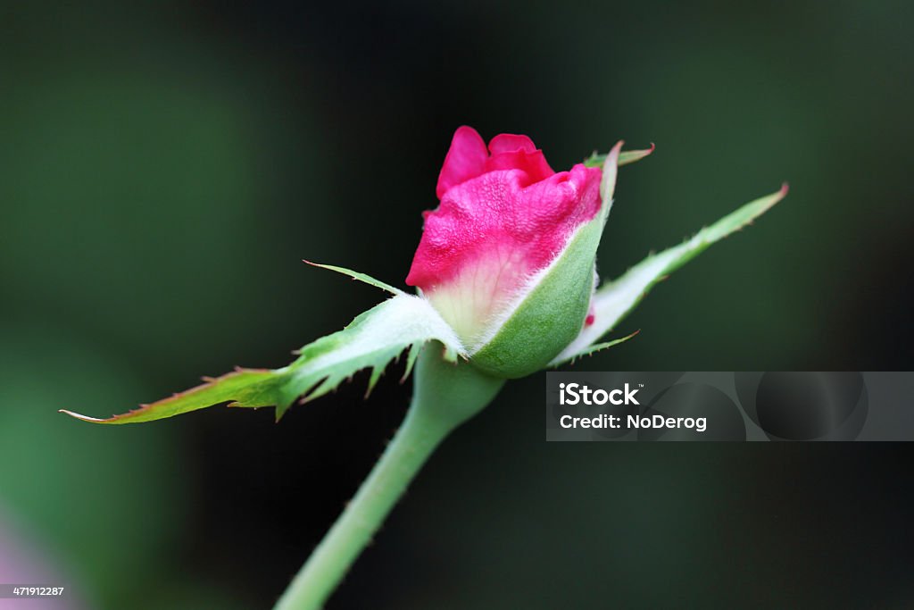 Różowy Róża Pączek otwarcie - Zbiór zdjęć royalty-free (Bez ludzi)