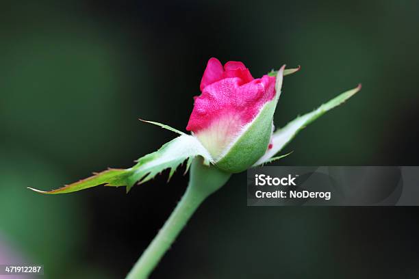 Rosa Rosa Botão De Abertura - Fotografias de stock e mais imagens de Abrir - Abrir, Ao Ar Livre, Beleza natural