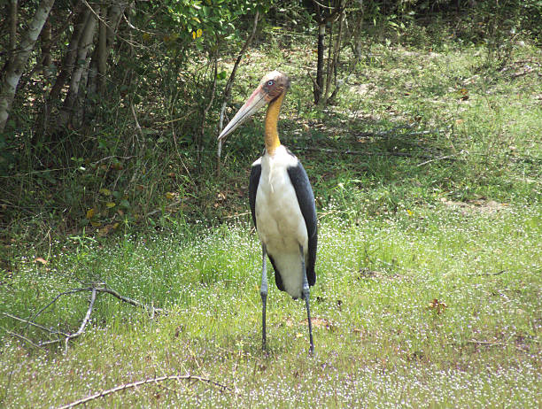 istock Lesser Adjutant Stork (Leptoptilos javanicus) in a Tropical Jungle Setting 471912392