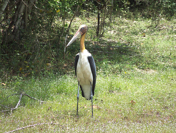 istock Lesser Adjutant Stork (Leptoptilos javanicus) in a Tropical Jungle Setting 471912394