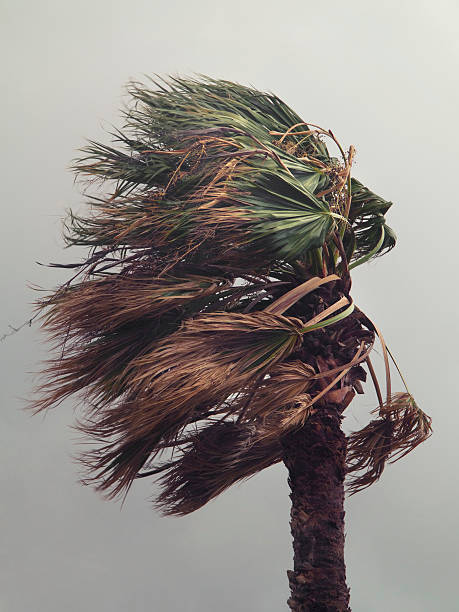 Storm Palm tree withstanding wind in bad weather conditions. gale stock pictures, royalty-free photos & images