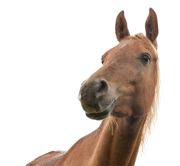 アシルアラビアの mare -白で分離 - horse arabian horse arabia white ストックフォトと画像
