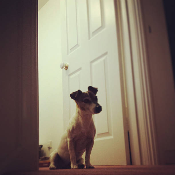 istock Jack Russell terrier dog by doorway 471913135