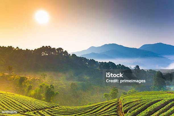 Bellissimo Sole Al Mattino Nebbioso Montagne - Fotografie stock e altre immagini di Agricoltura - Agricoltura, Alba - Crepuscolo, Albero