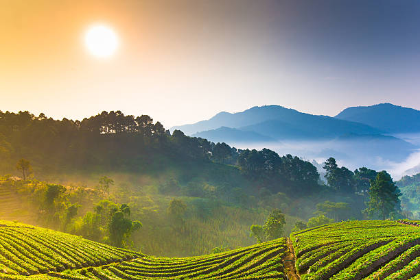 istock Beautiful sunshine at misty morning mountains . 471913575