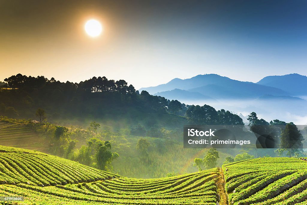 Hermoso sol a misty mañana a las montañas. - Foto de stock de Agricultura libre de derechos