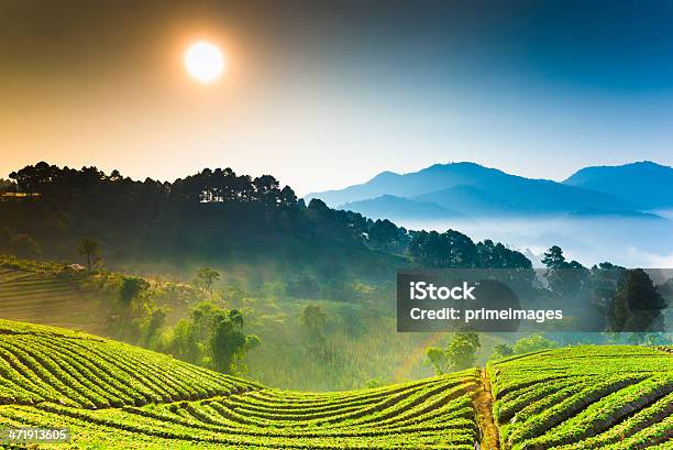 Photo libre de droit de Magnifique Soleil Dans Les Montagnes Brumeuses Matin banque d'images et plus d'images libres de droit de Agriculture