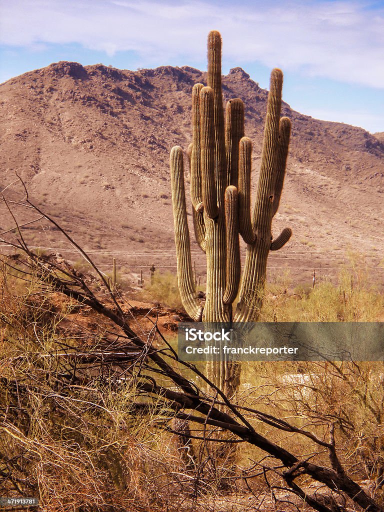 cactus saguaro national park, Arizona - Photo de Arizona libre de droits