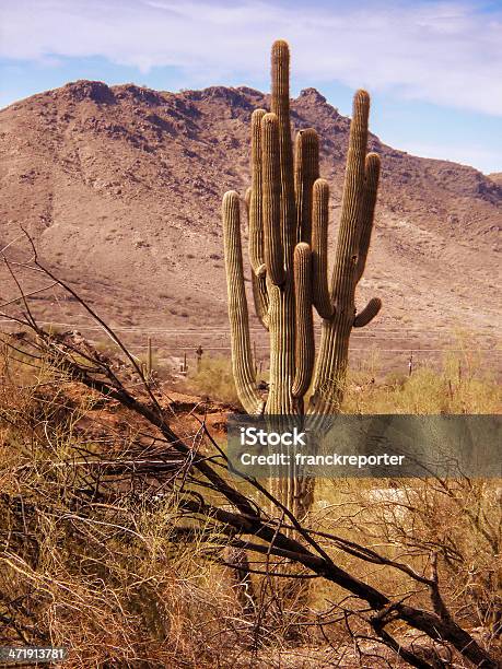 Foto de Arizona De Cactus Saguaro National Park e mais fotos de stock de Arbusto - Arbusto, Areia, Arizona