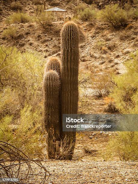 Arizona Cactus Saguaro National Park - Fotografie stock e altre immagini di Ambientazione esterna - Ambientazione esterna, Arancione, Arizona