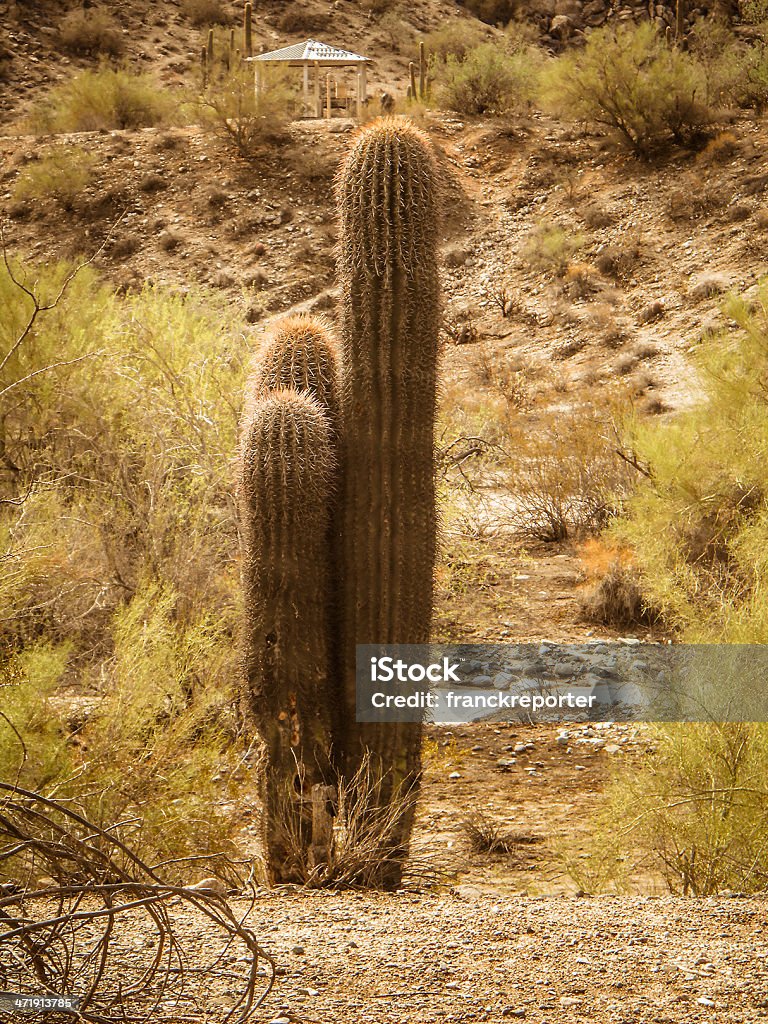 Kaktus saguaro park Narodowy Arizona - Zbiór zdjęć royalty-free (Bez ludzi)