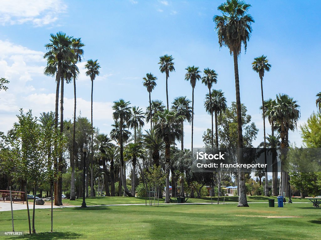 Phoenix park com palmeiras - Foto de stock de Arizona royalty-free