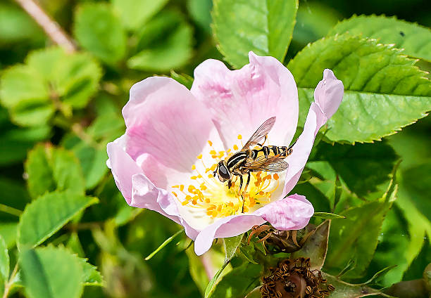 Fly feeding on pollen of Wild dogrose stock photo