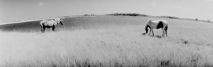A pleasantly grainy black and white photograph of two horses in a marsh in Assateague , MD. The photo was taken with a rotating lens camera which causes the horizon to curve. A not unpleasant effect in this photo.