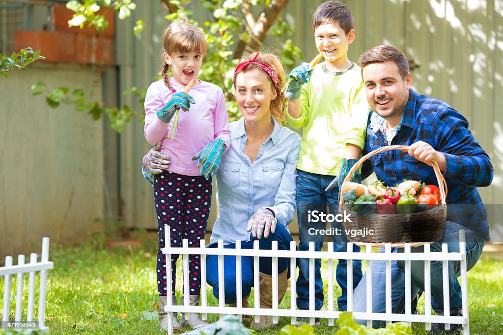 Family Working At Vegetable Garden. Cheerful Family have small vegetable garden in their front or back yard. Collecting their fresh organic vegetable. Looking at camera and children eating raw fresh carrots.. 25-29 Years Stock Photo