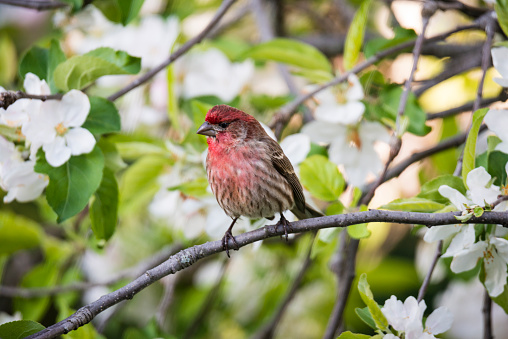 House finch in an apple tree with spring blossoms.