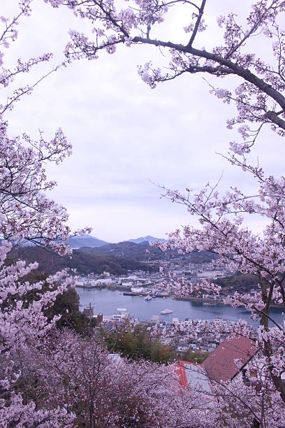 istock Beautiful Sakura (Cherry Blossoms) in Onomichi Harbour, Japan 471915234