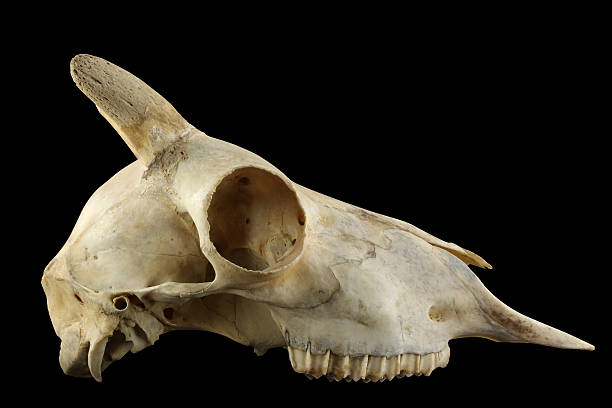 Detail of a seabird pelvis bone.