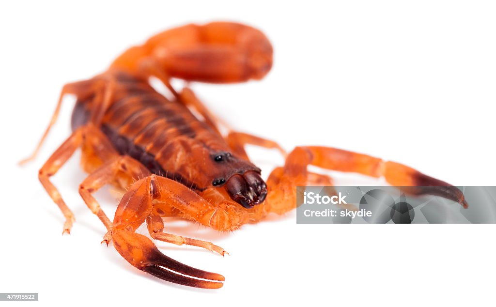 The Rusty Thick Tail Scorpion Babycurus jacksoni (The Red Bark Scorpion, The Tanzanian Bark Scorpion, The Rusty Thick Tail Scorpion). Orange Color Stock Photo