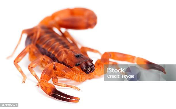 The Rusty Thick Tail Scorpion Stock Photo - Download Image Now - Orange Color, Scorpion, 2015
