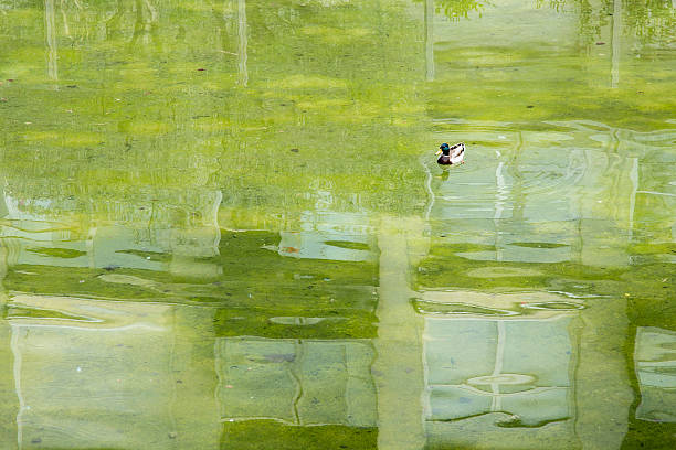 One Duck swims on a lake near Alcudia, Mallorca, Balearic Islands, Spain