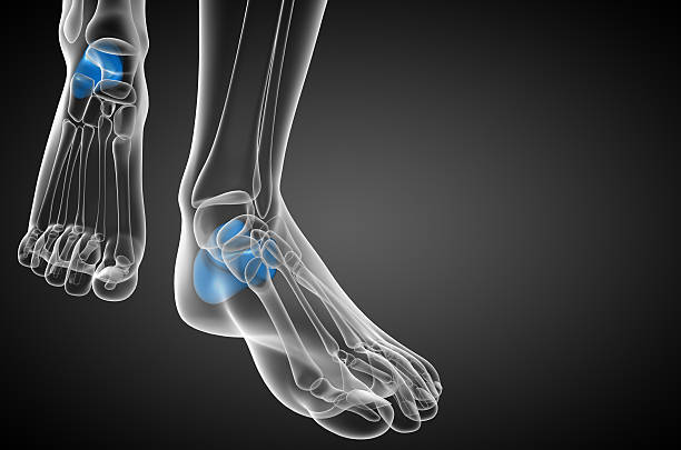 istock 3d render medical illustration of the calcaneus bone 471915966