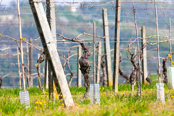 niedojrzały winnica w monferrato, wiosenny akcent. obraz w kolorze - civilta zdjęcia i obrazy z banku zdjęć