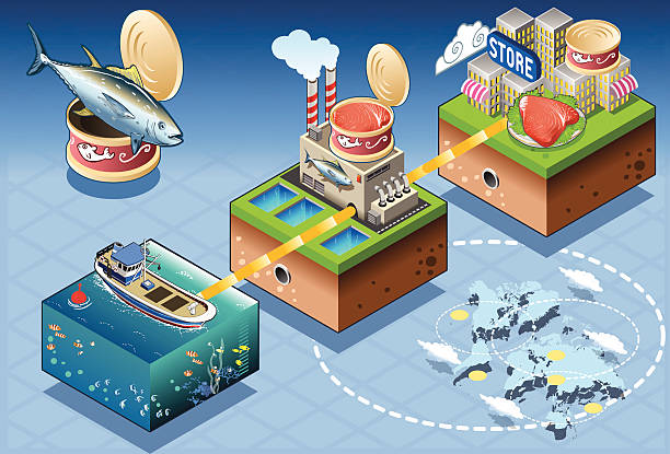 Isometric Infographic Tuna Distribution Chain Fish Industry - Isometric Infographic Tuna Large Scale Retail Trade - From Fishing to Consumer traceability stock illustrations
