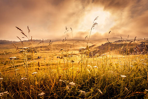 Sunrise over the misty meadow stock photo