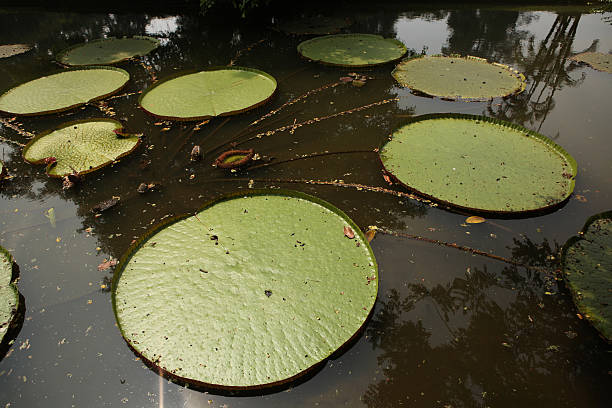 istock Victoria leaves (Victoria amazonica) 471917240