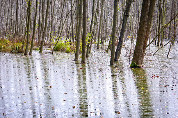 pântano na floresta. - schorfheide imagens e fotografias de stock