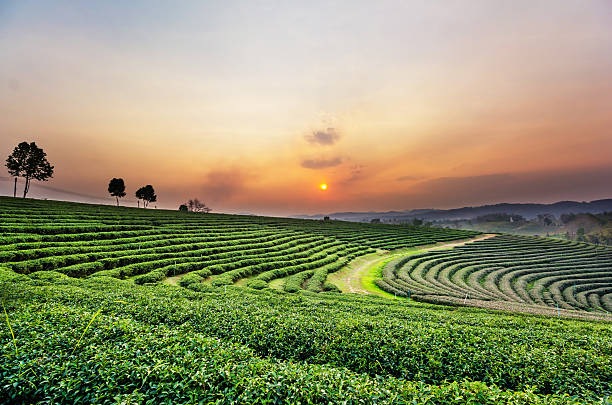 istock Sunset view of tea plantation landscape 471917324
