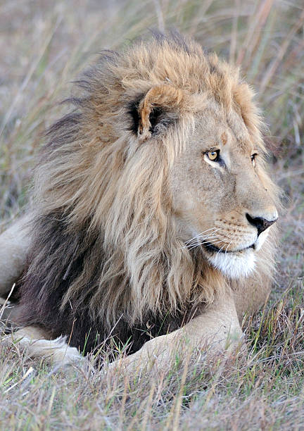 istock Male lion close up 471917471
