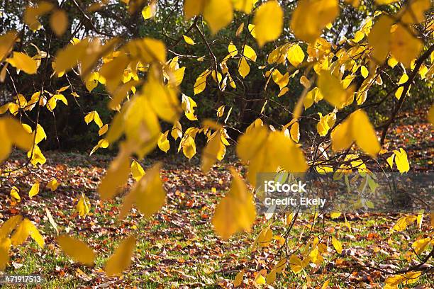 Ahorn Bäume Im Herbst Stockfoto und mehr Bilder von Ahorn - Ahorn, Baum, Bildhintergrund