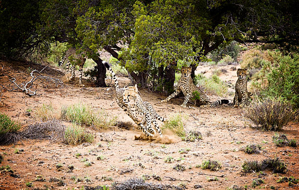 Wild cheetahs play chase with each other on South Africa's Western Cape.
