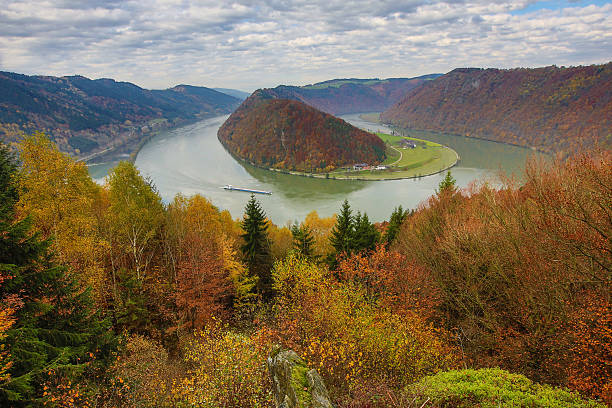 View from Schloegener Blick to the famous Schloegener Schlinge, a part of the famous Austrian Danube valley. Colorful fall forest, wide angel shot. Cargo ship is passing.