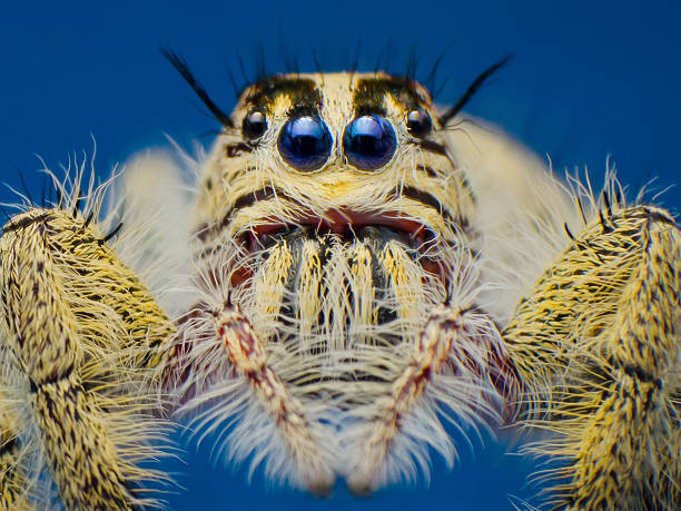 istock Insect spider hylus diardi 471918381
