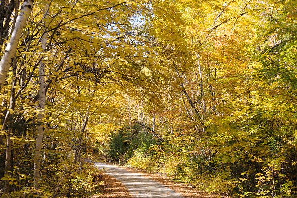istock Golden canopy of Leaves 471918423