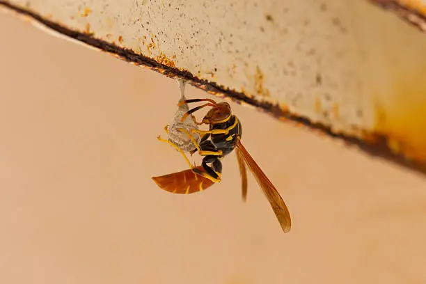 Jack Spaniard wasp building a small nest, Caribbean
